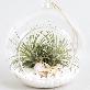 detail image3 Air Plants Tillandsia DIY Terrarium Kit " White Sand Beach " by Joinflower