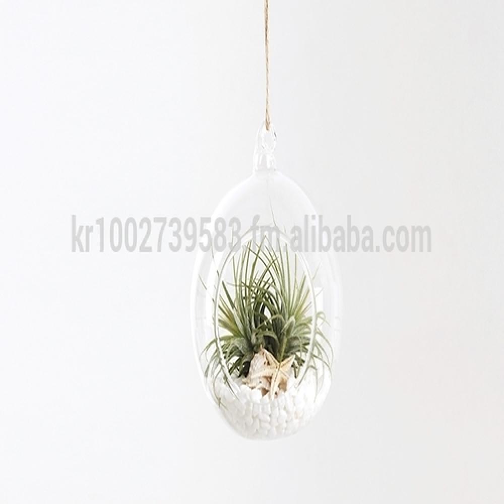 Air Plants Tillandsia DIY Terrarium Kit " White Sand Beach " by Joinflower