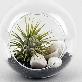 detail image2 Tillandsia Hanging Glass Gift Set." Black Sea " by Joinflower Joinfolia
