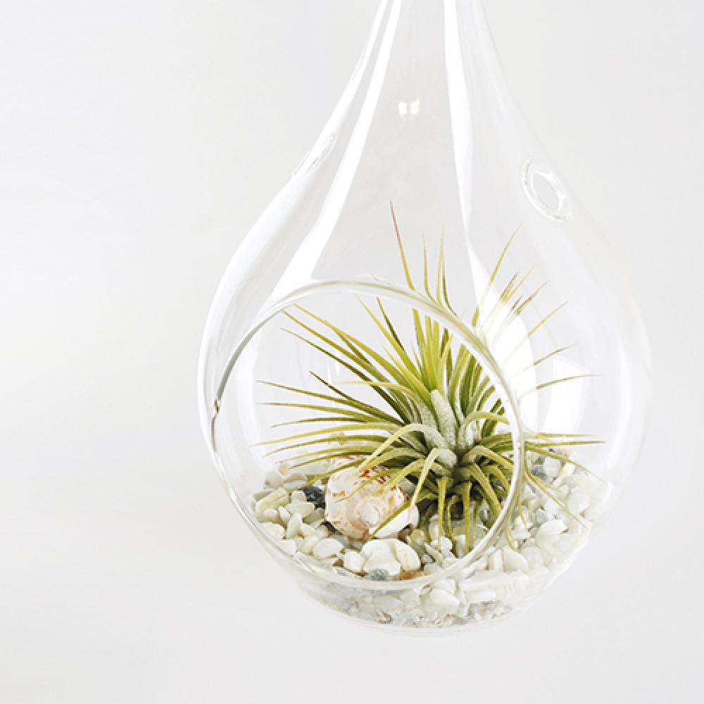 Tillandsia Air Plants Hanging Teardrop glass Ionantha set by Joinflower Joinfolia