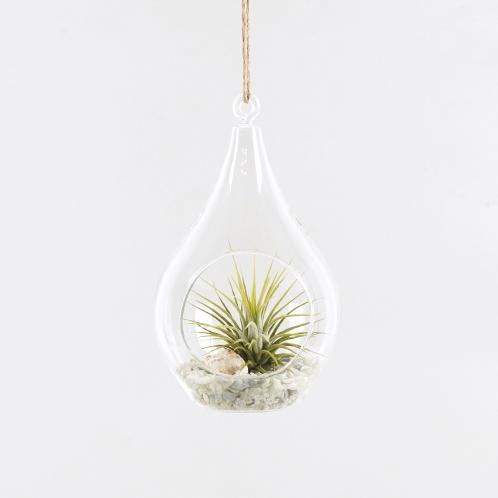 Tillandsia Air Plants Hanging Teardrop glass Ionantha set by Joinflower Joinfolia