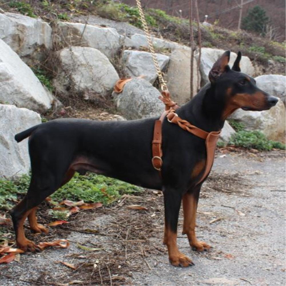 Twist leather harness T type(Big dog)